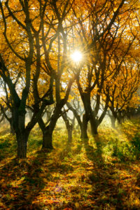 Streuobstwiese im Herbst, Sonnenstrahlen und Morgennebel, bei Querfurt, Sachsen-Anhalt, Deutschland Streuobstwiese im Herbst, Sonnenstrahlen und Morgennebel, bei Querfurt, Sachsen-Anhalt, Deutschland